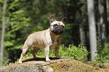 BOULEDOGUE FRANCAIS 445